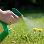 Come usare la candeggina come diserbante: ecco il metodo definitivo