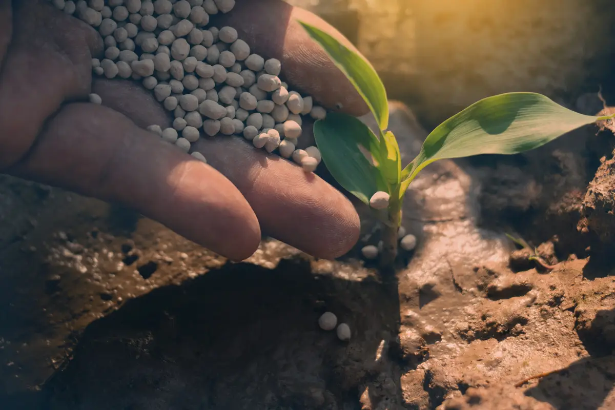 Le tue piante crescono lentamente? Dai loro questo fertilizzante naturale per un’esplosione di vita