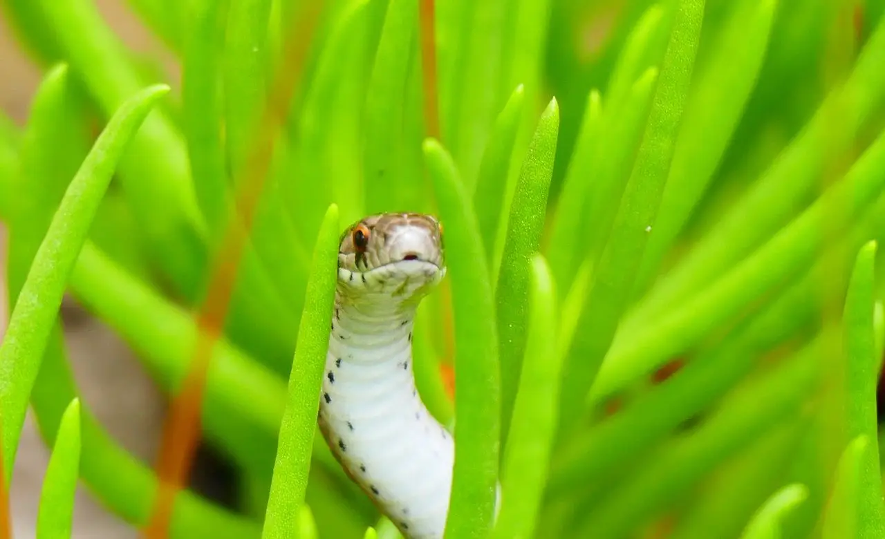 Allerta in giardino: se vedi questi serpenti non avvicinarti, ecco cosa potrebbe accadere