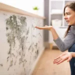 Piante per eliminare la muffa da casa: ecco quali sono