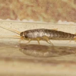 Pesciolini d’argento: ecco i comportamenti quotidiani che li attirano