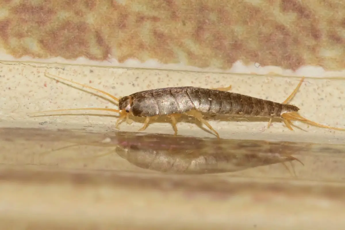 Attenzione ai pesciolini d’argento: se li trovi in casa significa che