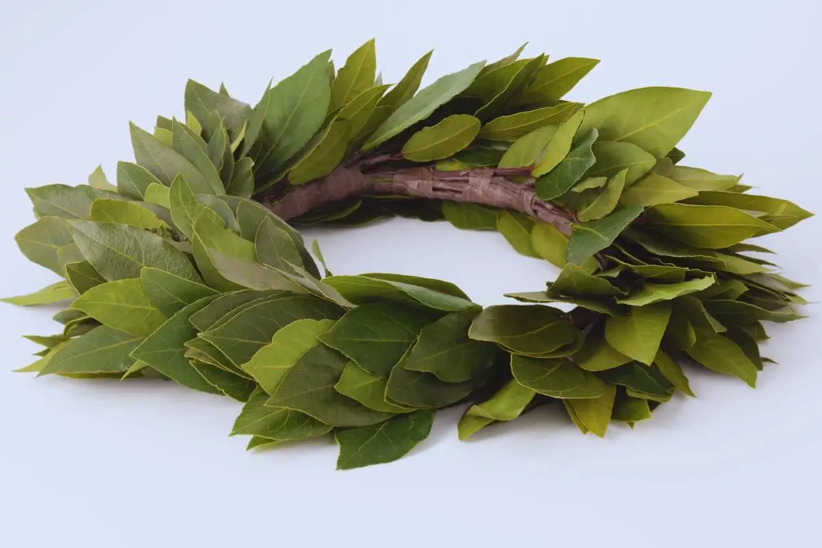 Alloro in casa: dove posizionarlo per fortuna e serenità