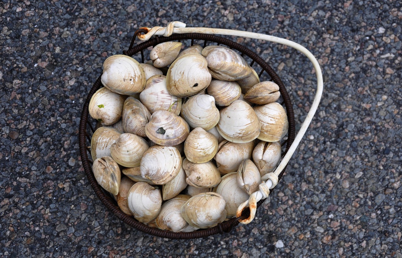 Vongole immerse in acqua per essere spuragate dalla sabbia.