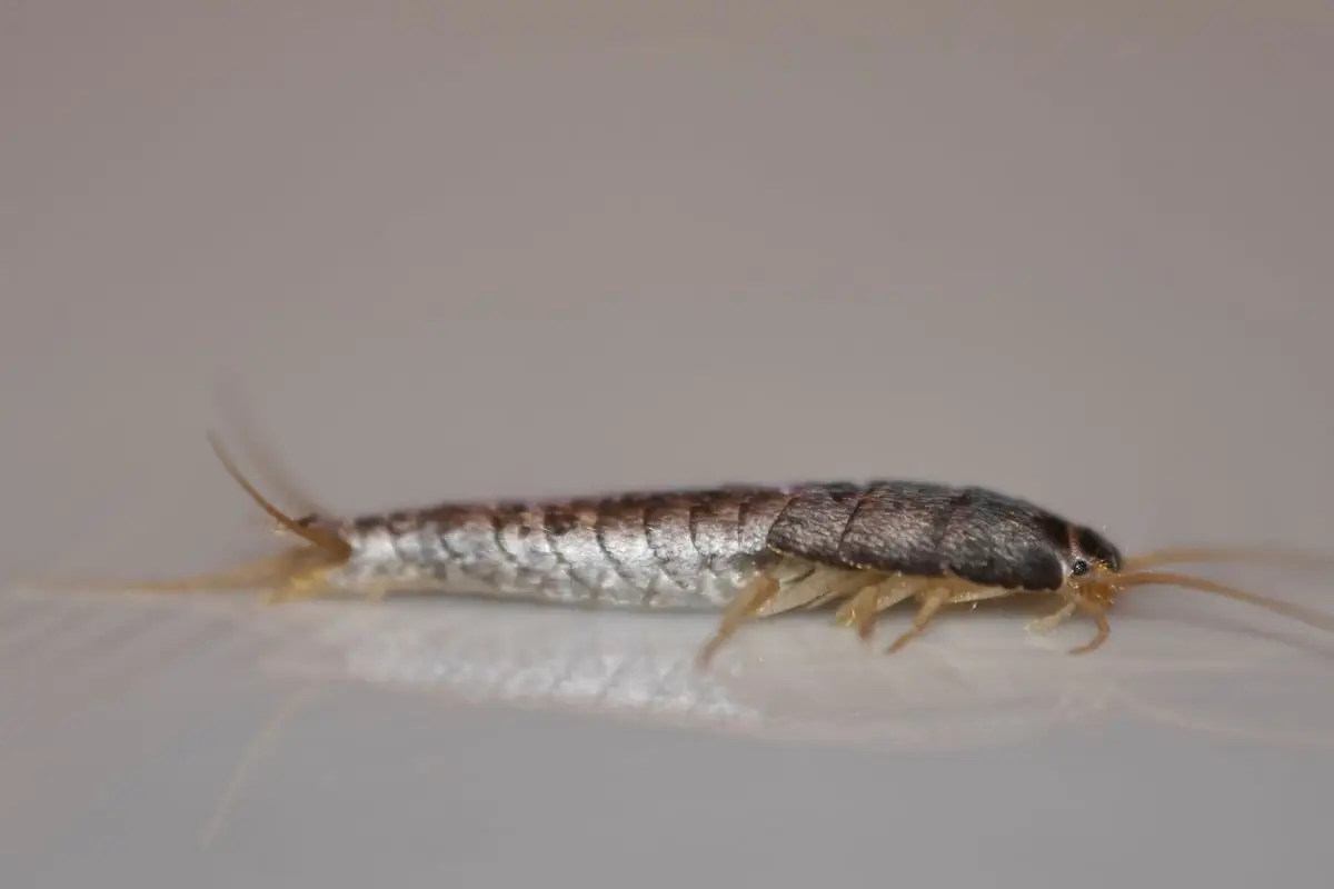 Se vedi questi insetti argentati in casa tua è colpa di questa cattiva abitudine