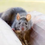 Topi in garage o in soffitta? Ecco l’odore naturale che li fa scappare subito